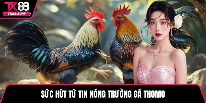 Sức hút từ tin nóng trường gà Thomo
